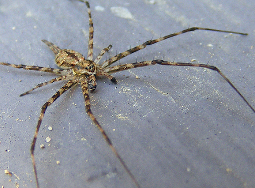 
 Two tailed spider (hersiliidae)